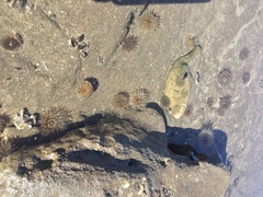 Bunodosoma zamponii