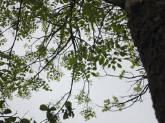 Fraxinus nigra image