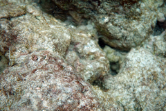 Plagiotremus goslinei