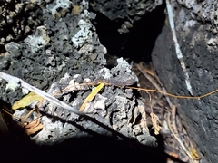 Phyllodactylus galapagensis