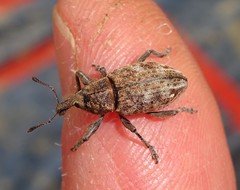 Lepyrus capucinus