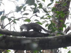 Callosciurus notatus