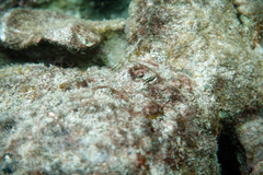 Plagiotremus goslinei