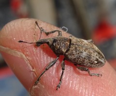 Lepyrus capucinus