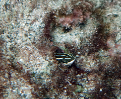 Plagiotremus goslinei