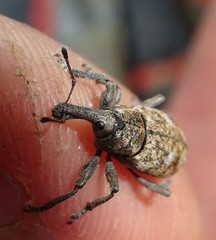 Lepyrus capucinus