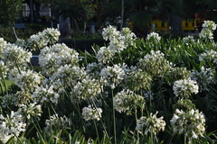 Agapanthus