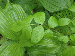 Fraxinus nigra image