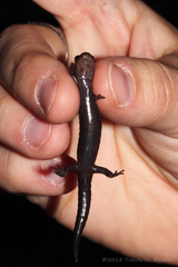 Desmognathus imitator