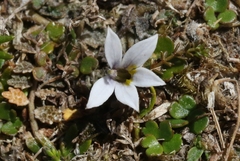 Lobelia ionantha