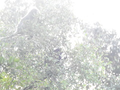 Trachypithecus obscurus