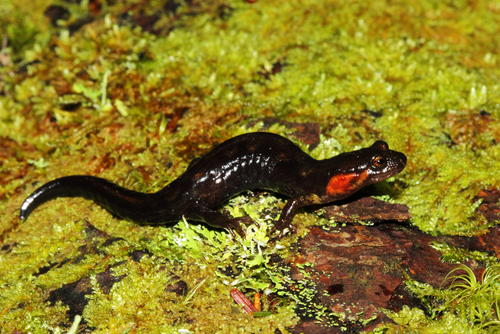 Imitator Salamander