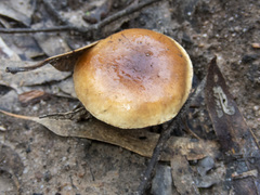 Pholiota communis