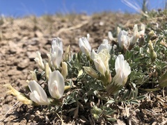 Astragalus brevifolius