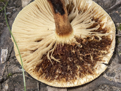 Pholiota communis
