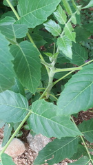 Ailanthus