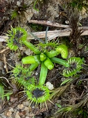Drosera hookeri