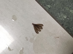 Odontotermes formosanus