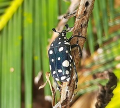 Protaetia alboguttata