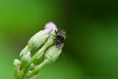 Charagochilus angusticollis
