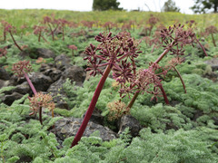Lomatium minus