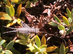 Eurepa marginipennis