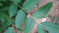 Ailanthus