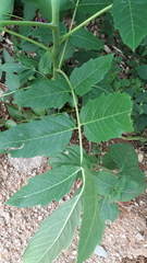 Ailanthus