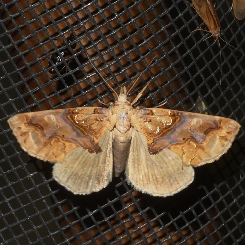 Moonseed Moth