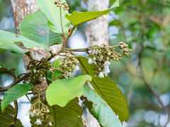 Saurauia malayana