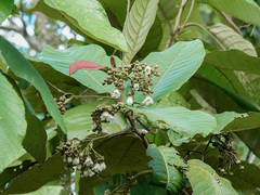 Saurauia malayana
