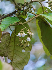 Saurauia malayana
