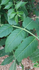 Ailanthus