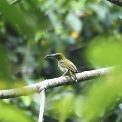 Arachnothera modesta