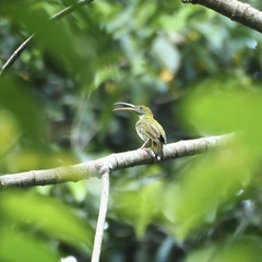 Arachnothera modesta