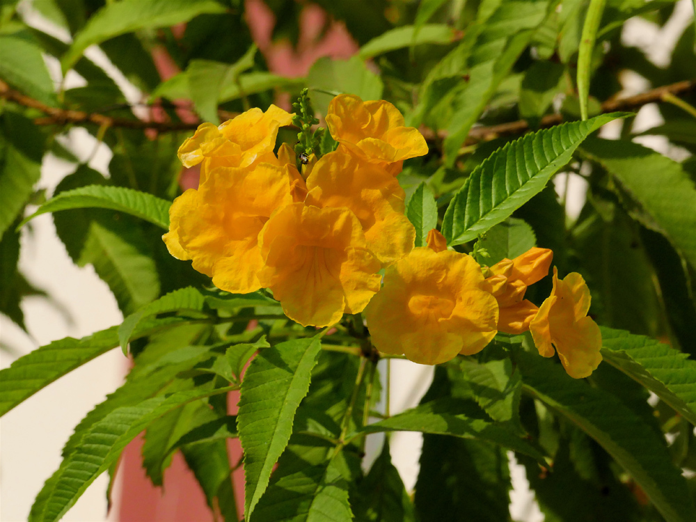 castanifolia from Door No, 132, South Boulevard, near Railway