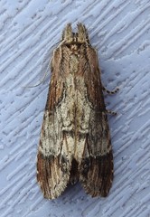 Dasylophia thyatiroides