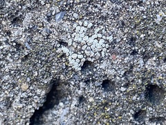 Myriolecis semipallida