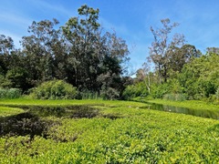 Ludwigia peploides montevidensis