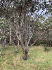 Eucalyptus stellulata