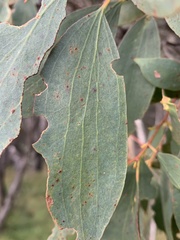 Eucalyptus stellulata