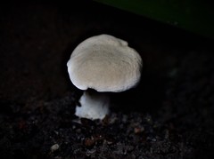 Hydnum crocidens