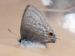 Catochrysops panormus