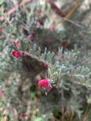 Grevillea lanigera