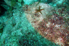 Pharia