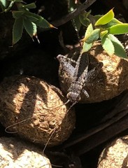 Eurepa marginipennis