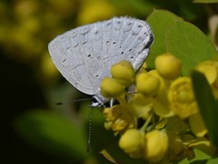 Celastrina lavendularis