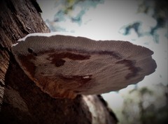 Funalia