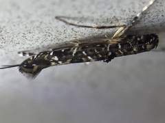 Conopomorpha cyanospila