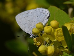 Celastrina lavendularis